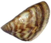 Małż Dreissena Polymorphia